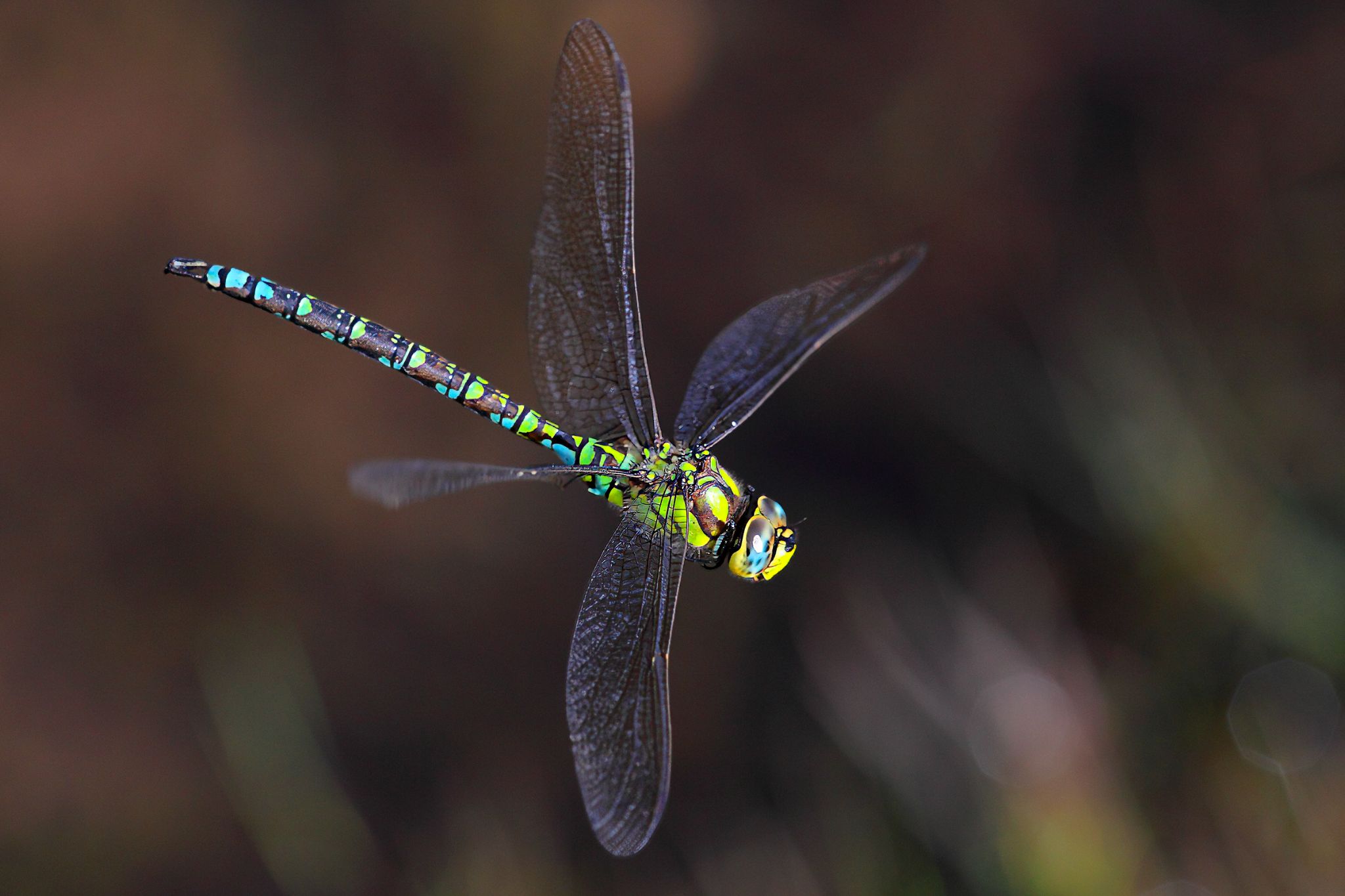 Makro insetti